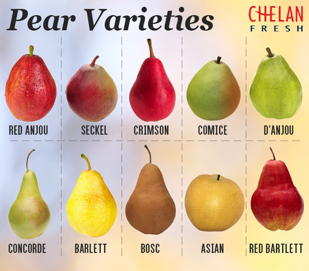 All About Pears - Chelan Fresh
