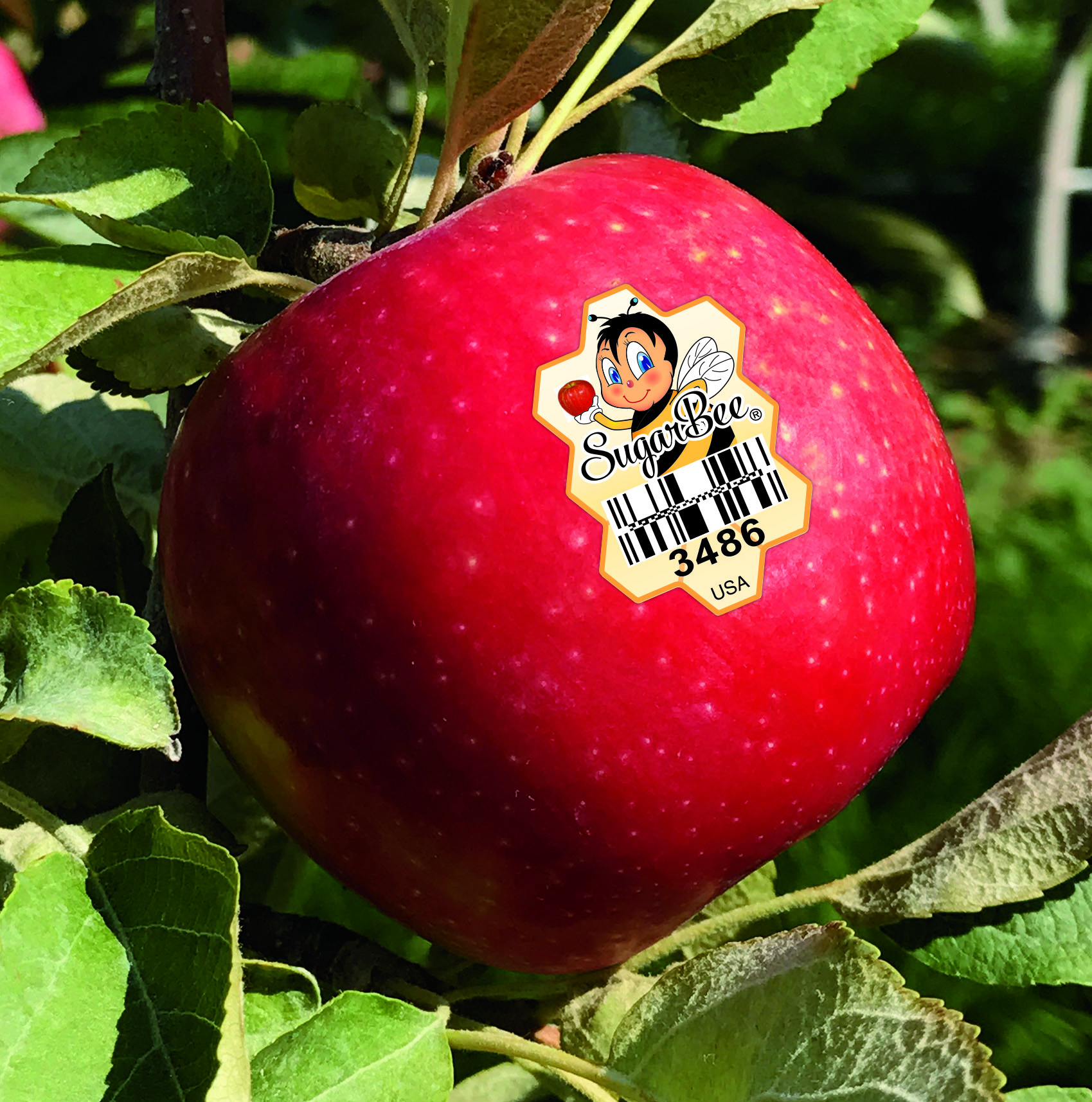 Chelan Fresh: SugarBee® apple hits sweet spot - Chelan Fresh